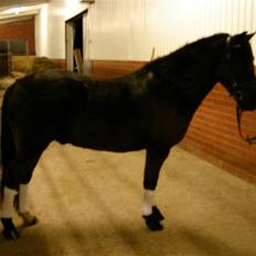 Dartmoor Oliver (Solgt)