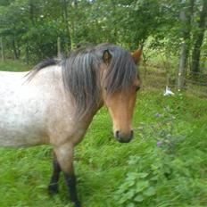 Welsh Mountain (sec A) Fugemoses Chappie *solgt*