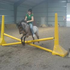 Welsh Mountain (sec A) Fugemoses Chappie *solgt*