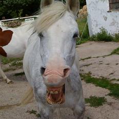 Anden særlig race G*Star SOLGT /':