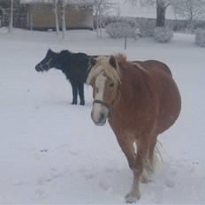 Haflinger flintegårdens halli