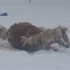 Haflinger flintegårdens halli