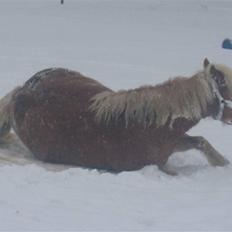 Haflinger flintegårdens halli