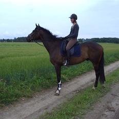 Trakehner Tripoli ( SOLGT)