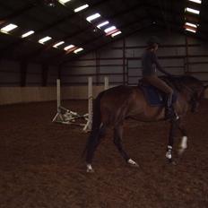 Trakehner Tripoli ( SOLGT)