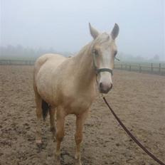 Frederiksborg Sassi Rødsten