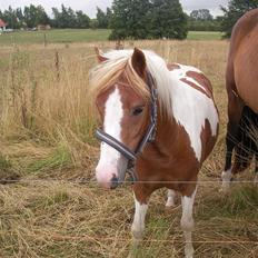 Pinto Atlanta Nyholm