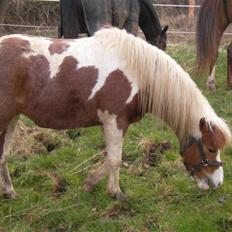 Pinto Atlanta Nyholm