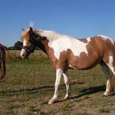 Pinto Atlanta Nyholm