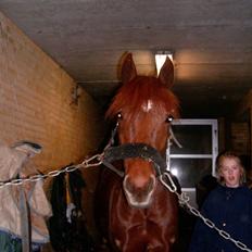 Anden særlig race Frederikke ¤SOLGT¤