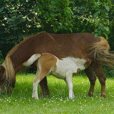 Shetlænder                     DollY