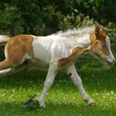 Shetlænder                     DollY