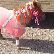 Shetlænder                     DollY