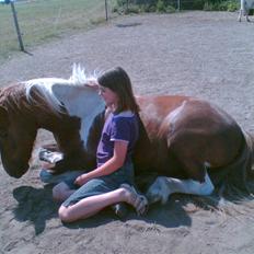 Islænder blanding Felix † Død †