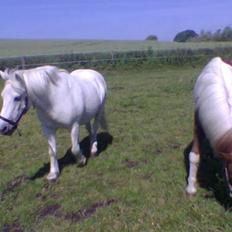 Islænder blanding Felix † Død †