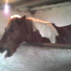 Islænder blanding Felix † Død †