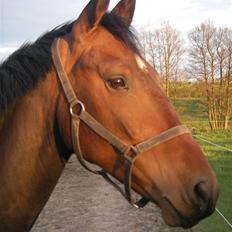 Oldenborg Horsebjerg Twister
