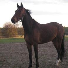 Oldenborg Horsebjerg Twister