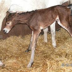 Connemara Højbjergs Honeymoon 