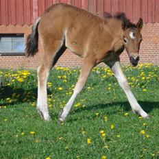 Connemara Højbjergs Honeymoon 