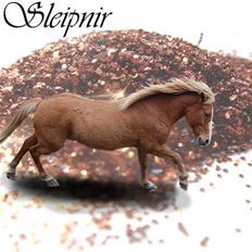 Islænder Sleipnir