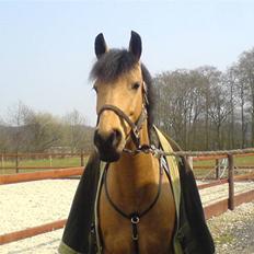 Anden særlig race * Stjerne *