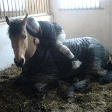 Anden særlig race * Stjerne *