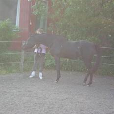 Arabisk fuldblod (OX) Halim el Dahab