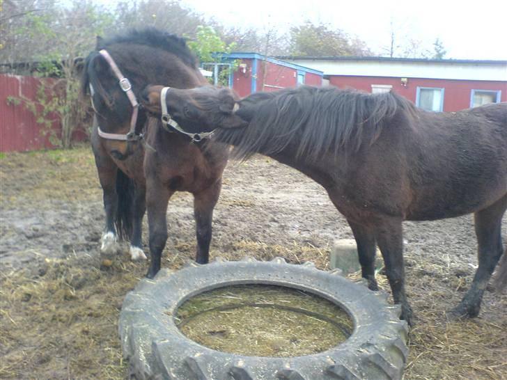 Welsh Pony af Cob-type (sec C) Ellekildes Luna - Så skal vi da bare blive lidt sur på berta :D billede 15