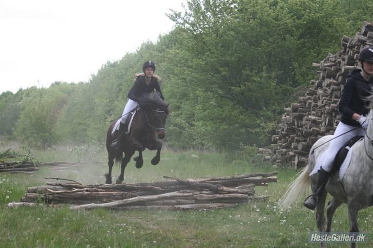 Welsh Pony af Cob-type (sec C) Ellekildes Luna - Billede af mig og luna der springer til jagten x) billede 16
