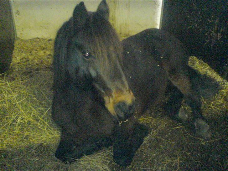 Welsh Pony af Cob-type (sec C) Ellekildes Luna - Min lille babyh, ligger lige og dovner den i boksen XD billede 17