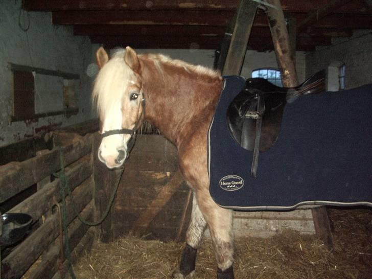 Tyroler Haflinger Wallie billede 1