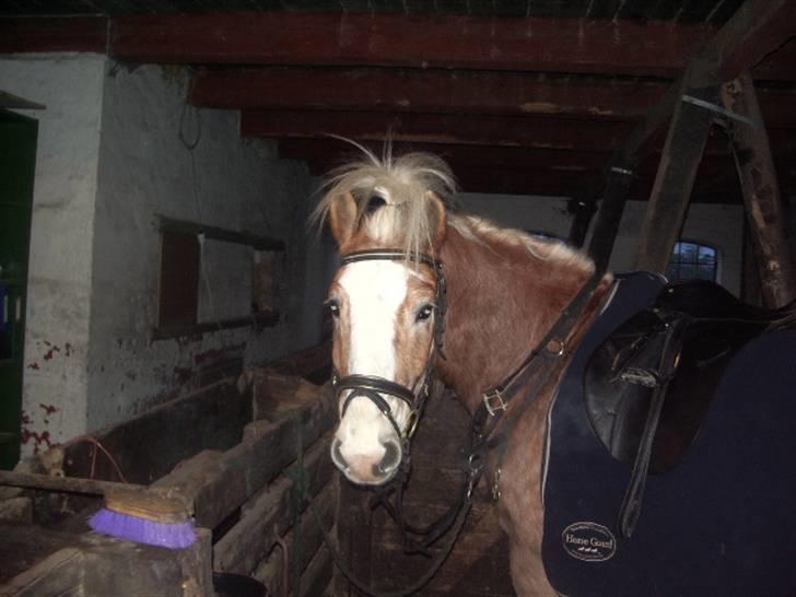 Tyroler Haflinger Wallie billede 2