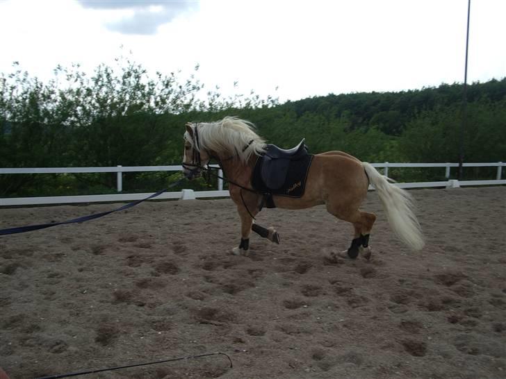 Tyroler Haflinger Wallie billede 4