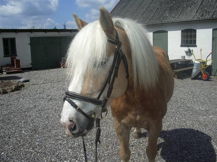 Tyroler Haflinger Wallie billede 6