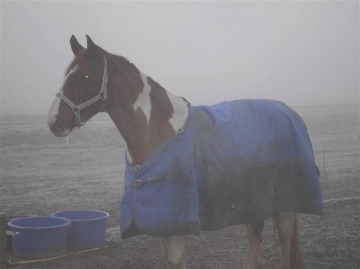 Pinto Horsebjerg Fleur billede 9