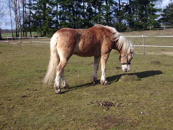 Tyroler Haflinger Wallie billede 8