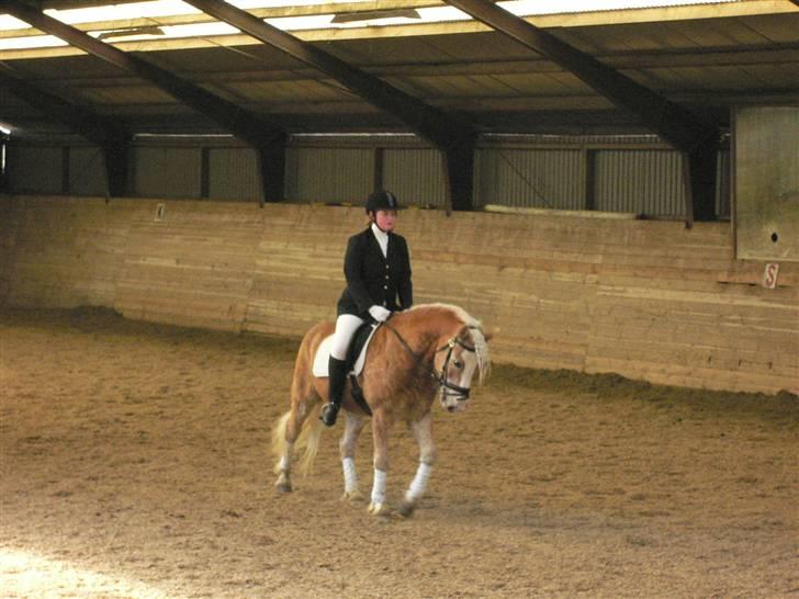 Tyroler Haflinger Wallie billede 10