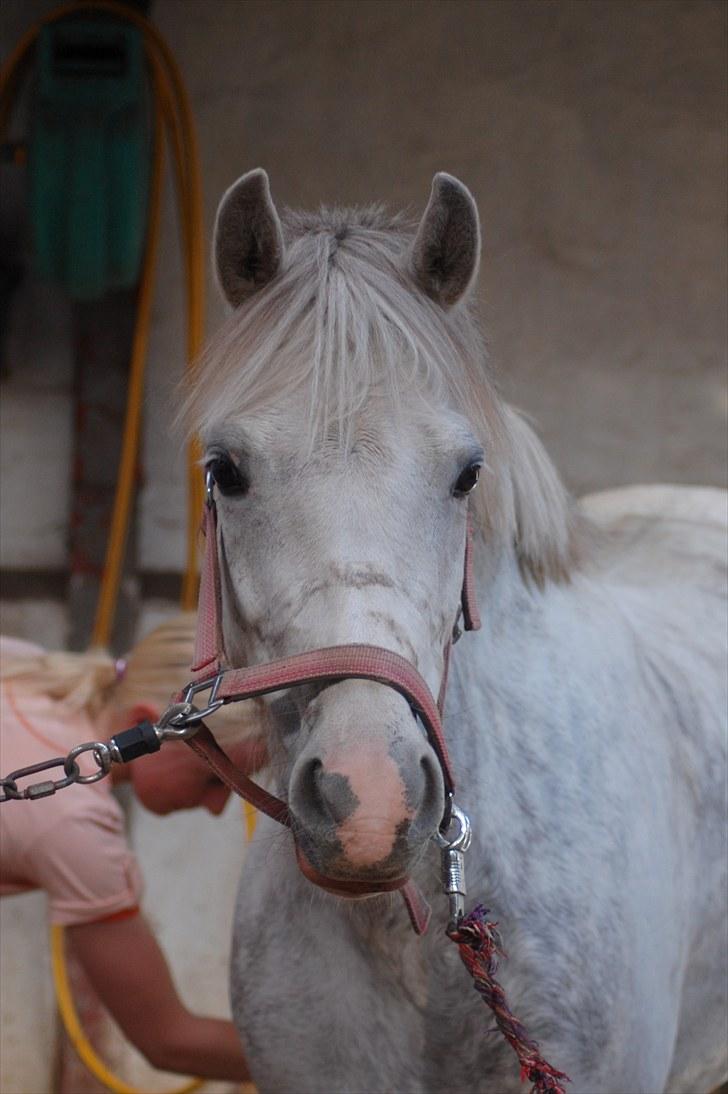Welsh Pony af Cob-type (sec C) Hesta <3 SOLGT - RIP - Jeg elsker dig :-* billede 1