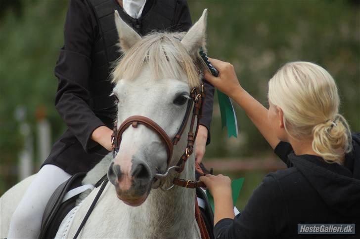 Welsh Pony af Cob-type (sec C) Hesta <3 SOLGT - RIP - 3 plads i LB til stævne 2oo9 billede 2