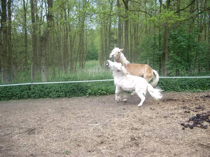 Tyroler Haflinger Wallie billede 14