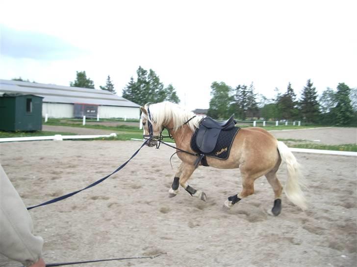 Tyroler Haflinger Wallie billede 15