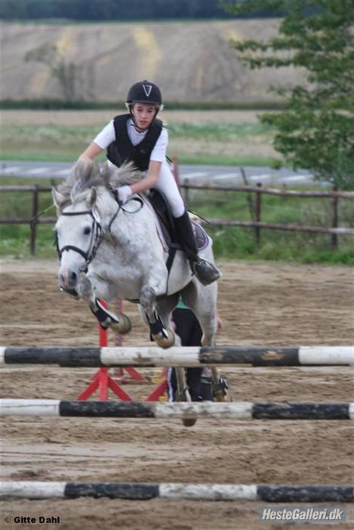 Welsh Pony af Cob-type (sec C) Hesta <3 SOLGT - RIP - LA i KOOR 2oo8 0 fejl ;D <3 billede 4