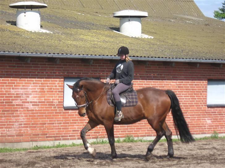 Dansk Varmblod Cornet - dette er cornet og mig.,., der rider lidt rundt.. i sommers.. billede 1