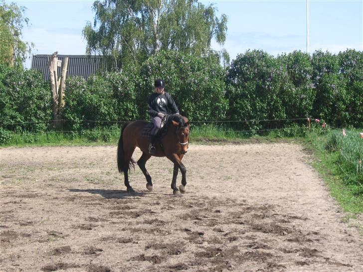 Dansk Varmblod Cornet -  cornet og mig... i sommers.. billede 2