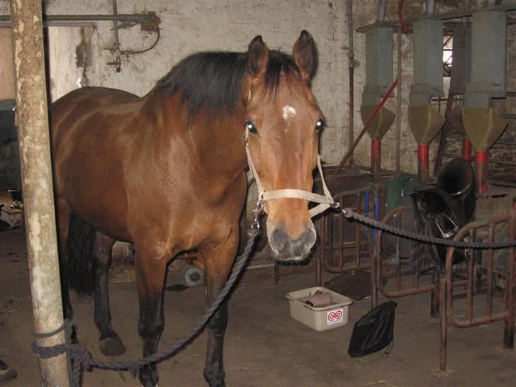Dansk Varmblod Cornet - dette er cornet der står på staldgangen og dovner lidt efter dagens ridetur.. billede 3