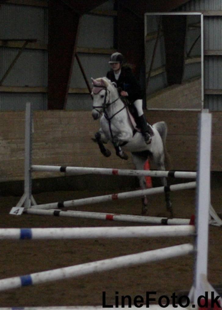 Hollandsk Sportspony Spirit *SOLGT* - GSPR jule-hygge stævne 16 Dec. 2007, 80cm B0 fejlfri. Foto: Line Fabæch (: billede 18