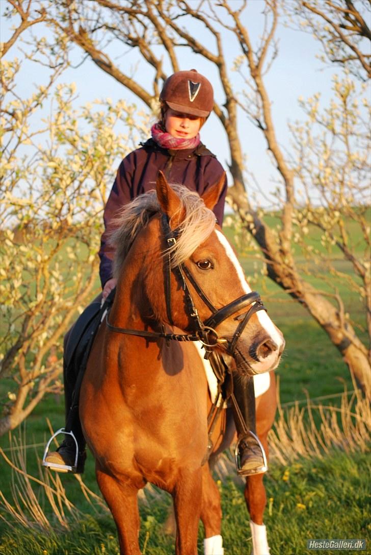 Anden særlig race Malhøj's Prinsess[Tidl. hest] - *NYT* Min sidste dag hvor Princess hva min:) billede 15