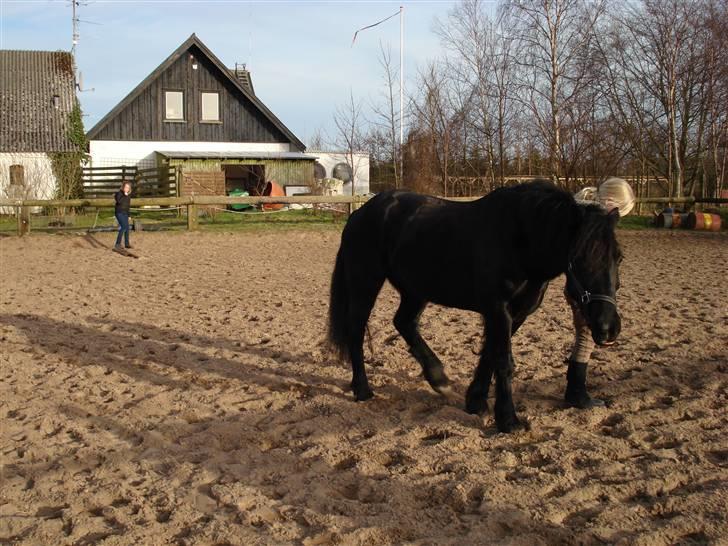 Welsh Cob (sec D) G. Black Surprise (SOLGT) - kukeluk billede 3