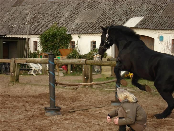 Welsh Cob (sec D) G. Black Surprise (SOLGT) - lidt løspring. billede 4